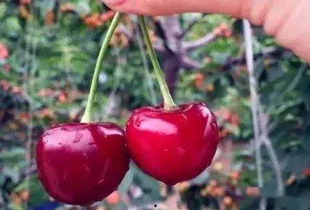 红色娱乐吃瓜视频怎么做